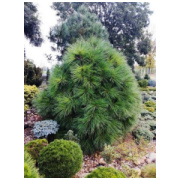 pinus jeffreyi