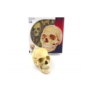 anatomijas cilvēka modelis puzzle galvaskauss
