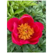 paeonia