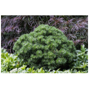 kalnu priedes pinus mugo